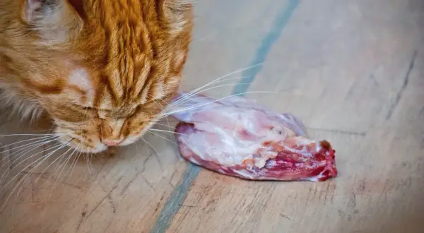 Czy koty mogą jeść zboża? Prawda o diecie mięsożercy