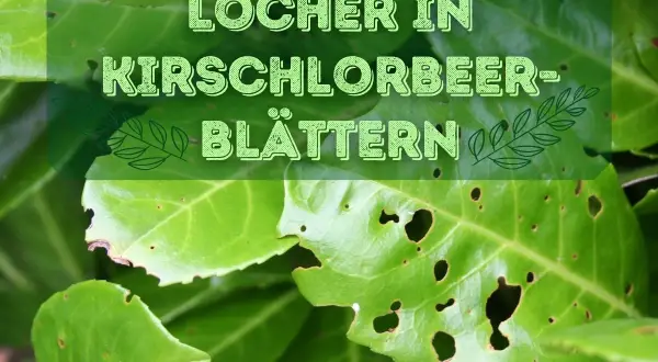 Löcher in Kirschlorbeer-Blättern deuten auf mögliche Krankheiten oder Schädlingsbefall hin.