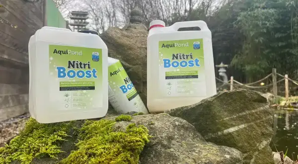 Bouteilles de "Nitri Boost" d'AquiPond, contenant des bactéries bénéfiques pour les plans d'eau, posées sur des rochers moussus près d'un étang.