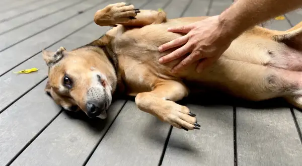 A dog lies on its back, enjoying a belly rub. Its stomach is gurgling with contentment.