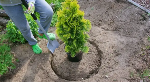 Osoba w zielonych klapkach kopie dołek, przygotowując odpowiednią ziemię pod tuje.