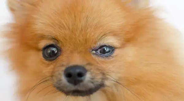 Pomeranian z zaczerwienionym okiem, widoczne objawy zapalenia spojówek u psa.