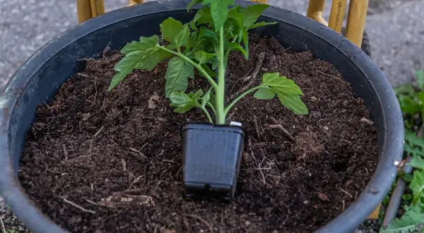 En liten tomatplanta i sin kruka står redo att planteras ut i den mörka jorden i en stor kruka. Snart blir det tomater!