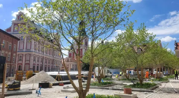 Plac Kolegiacki w Poznaniu w trakcie rewitalizacji. Młode drzewa, plac budowy, kamienice i błękitne niebo.