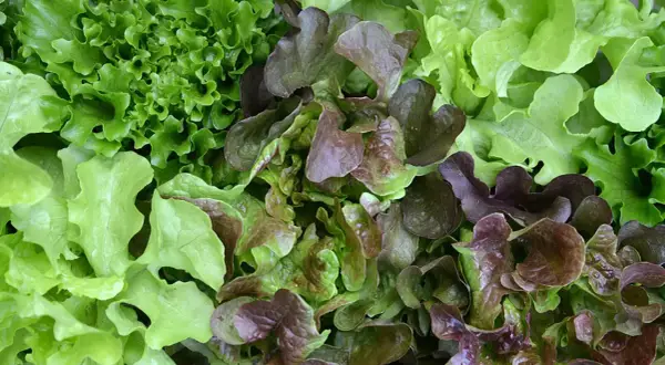 Bunter Blattsalat, frisch geerntet. Die Aussaat im Juli hat sich gelohnt, mit knackigen grünen und roten Sorten.