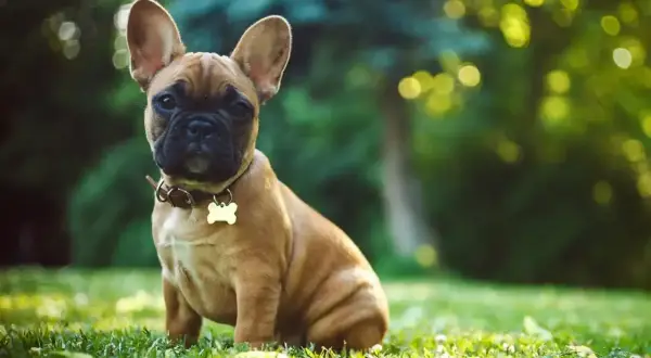 Uroczy szczeniak buldoga francuskiego siedzi na trawie. Zastanawiasz się, ile kosztuje buldog francuski?