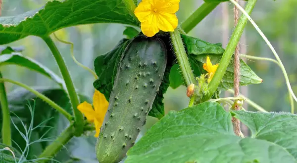 Eine junge Gurke wächst an der Pflanze, umgeben von grünen Blättern und gelben Blüten. Das ist das Ergebnis von sorgfältigem Gurken pflanzen.