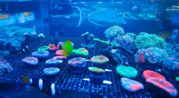 Kolorowe koralowce i ryby w akwarium, jak w Oceanarium Rzeszów. Cennik wizyty wkrótce!