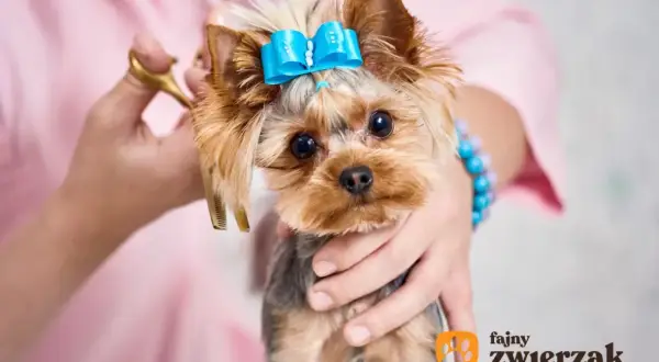 Uroczy yorkshire terrier z niebieską kokardką na głowie, czeka na nowe fryzury.