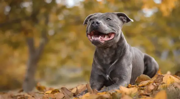 Un joyeux chien staff, au pelage gris, est couché dans des feuilles d'automne dorées.