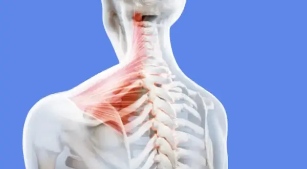 Vue anatomique du grand muscle du haut du dos, mettant en évidence la colonne vertébrale et les muscles du cou en rouge.