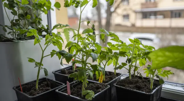 Små plantor av bitonto tomat växer i svarta krukor på en fönsterbräda.