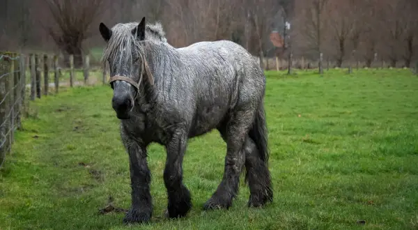 Un maestoso cavallo da tiro gigante, dal manto grigio e la criniera fluente, pascola in un prato verde.