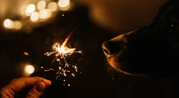Ein Hund beobachtet neugierig ein Wunderkerze. Silvester allein lassen ist für ihn keine Option.