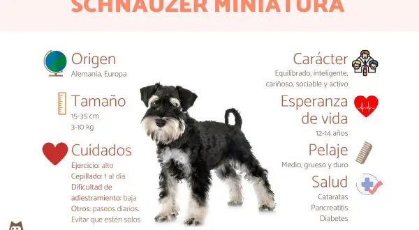 Un schnauzer mini, perro de origen alemán, con pelaje medio, grueso y duro. Es equilibrado, inteligente y cariñoso.