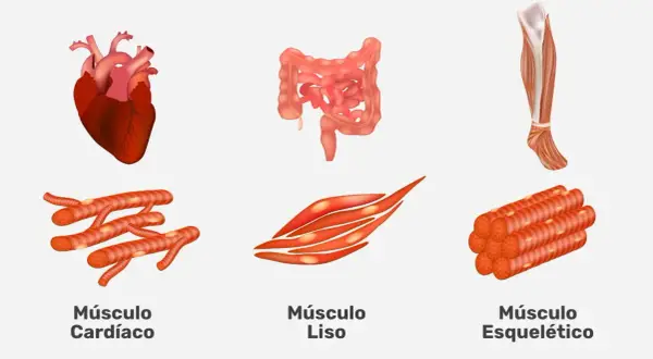 Todo sobre los músculos del cuerpo humano: funciones y tipos esenciales