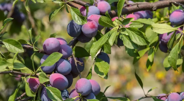 Reife Zwetschgen (Prunus domestica) hängen an einem Ast, umgeben von grünen Blättern. Die Früchte sind blau-violett mit roten Akzenten.