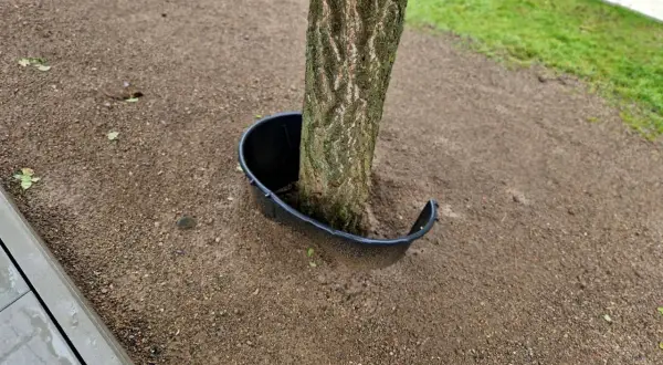 Un árbol joven con un protector de plástico negro alrededor de su base. El protector parece estar diseñado para evitar que algo dañe el tronco, pero su forma abierta podría ser una pista sobre cómo matar un árbol de raíz si se usa incorrectamente.