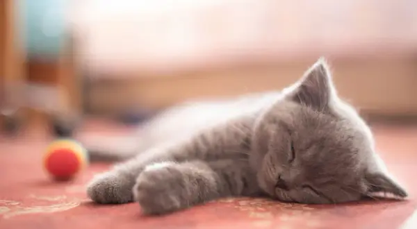 A fluffy new cat, all grey and soft, sleeps soundly on a red rug. A colorful toy ball rests nearby.