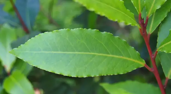 Hoja verde de laurel con borde dentado y tallo rojizo. Consejos para los cuidados del laurel.