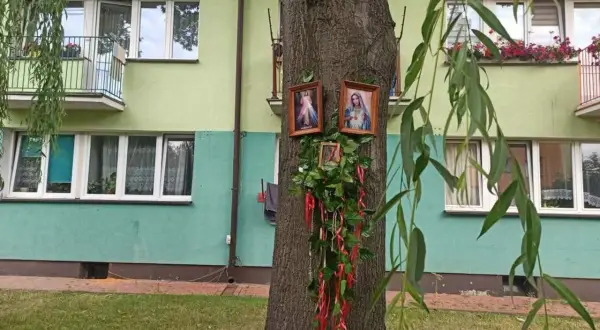 Obrazki Matki Boskiej na drzewie, ozdobione zielenią i czerwonymi wstążkami, przypominają cud w Parczewie.