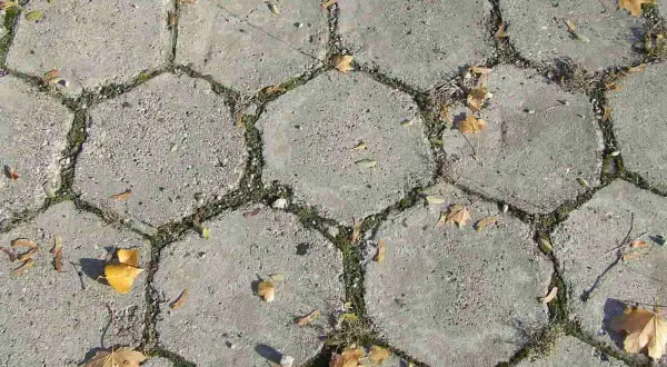 Szara, sześciokątna kostka brukowa, z mchem i opadłymi liśćmi, tworzy jesienną trelinkę.