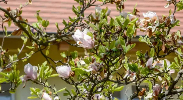 Kiedy odkryć magnolie? Kluczowe wskazówki na wiosnę dla zdrowych roślin