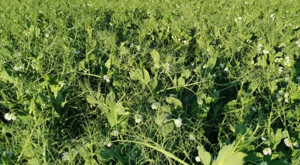 Pole grochu pastewnego w pełnym rozkwicie. Wczesne lato zapowiada dobry zbiór, a cena grochu pastewnego jest obiecująca dla rolników.