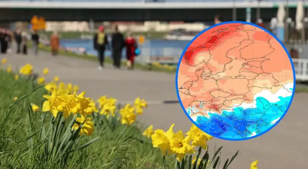 Porównanie temperatur rok do roku: wiosna z żonkilami i mapa Europy pokazująca ciepłe i zimne obszary.