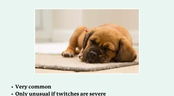 A cute puppy sleeps, illustrating why do dogs twitch in their sleep. Mild twitches are normal, but severe ones may signal a seizure.
