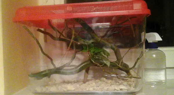 Przezroczyste terrarium z gałęziami i zielonymi liśćmi, na wierzchu czerwona pokrywa. Obok butelka z atomizerem.