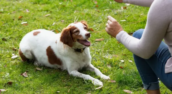 Ein Hund liegt auf einer grünen Wiese und schaut aufmerksam zu einer Person, die ihm Gesten macht. Das ist ein schöner Moment, um einen Hund zu erziehen.