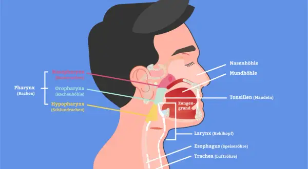 Anatomie des Kopf-Hals-Bereichs. Zeigt Larynx (Kehlkopf), Rachen und andere Strukturen. Frühzeitige Erkennung von Kehlkopfkrebs Symptomen ist wichtig.