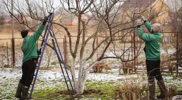 Dwie osoby przycinają drzewka owocowe, ucząc się, jak przycinać drzewka owocowe, by lepiej rosły.