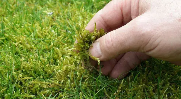 Mano retirando musgo del césped, indicando la necesidad de cuidados del césped en invierno para evitar su crecimiento excesivo.