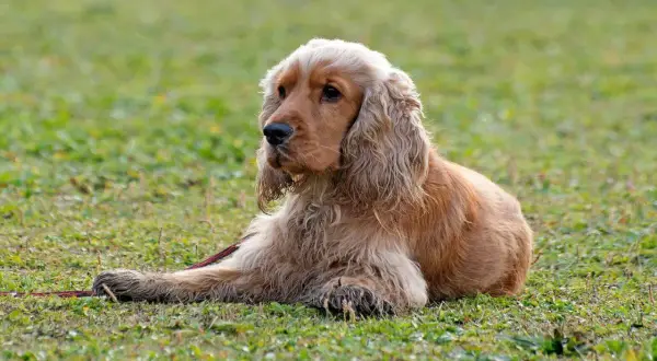 Uroczy cocker spaniel leży na trawie. Zastanawiasz się nad cocker spaniel cena?