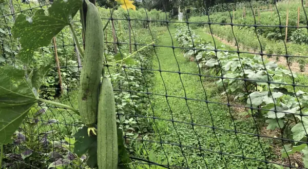 Två avlånga, gröna gurkor hänger från en spaljé i en frodig trädgård.