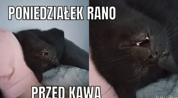 Czarny kot śpi, wygląda jakby miał koszmar. Poniedziałek rano, przed kawą. Śmieszne niedziela memy.