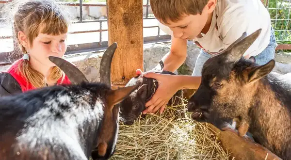 Dzieci głaszczą prosiaczka na farmie agroturystycznej ze zwierzętami gospodarskimi.
