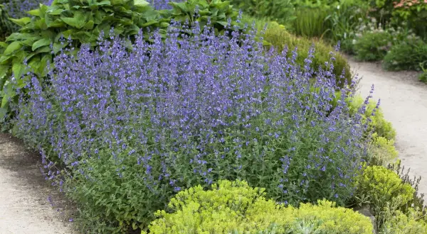 Ein üppiger **katzenminze standort** mit blauen Blüten, umgeben von grünen Pflanzen und einem Kiesweg.