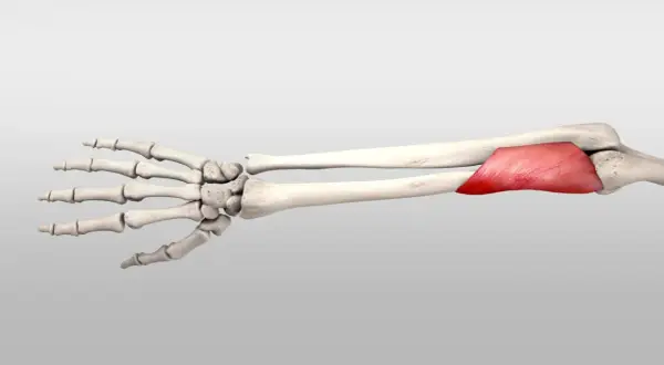Skelett des Unterarms mit dem roten Muskel m. supinator, der für die Drehung des Unterarms zuständig ist.