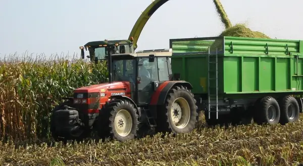 Kiedy zbiory kukurydzy, kombajn zasila zieloną przyczepę. Czerwony traktor czeka na polu.