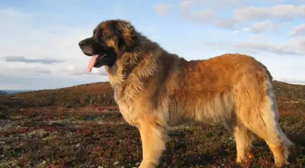 Leonberger o łagodnym usposobieniu stoi na tle krajobrazu.
