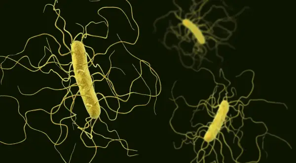 Żółte pałeczki bakterii Clostridium z licznymi, wijącymi się wiciami na ciemnym tle.