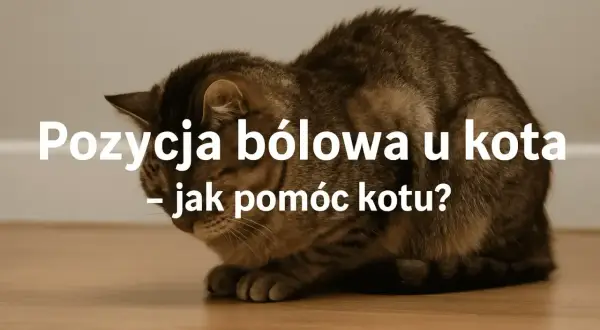 Chory kot zwinięty w kłębek, z opuszczoną głową, pokazuje typową pozycję bólową.