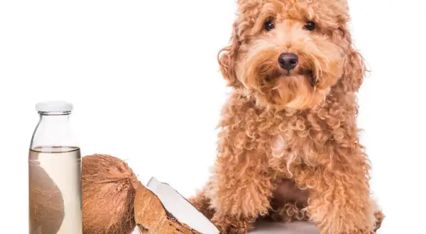 Un perro adorable junto a cocos y una botella de aceite de coco, ideal para el cuidado de tu mascota.