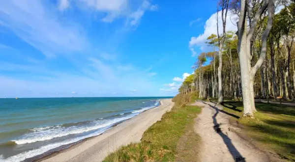 Der gespensterwald nienhagen mit seinem Strand und dem Meer unter blauem Himmel. Ein Pfad führt durch die Bäume.