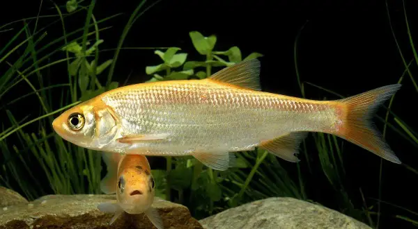 Deux poissons dorés nagent dans un bassin. L'un est plus grand et se trouve au-dessus, l'autre, plus petit, regarde vers le spectateur.