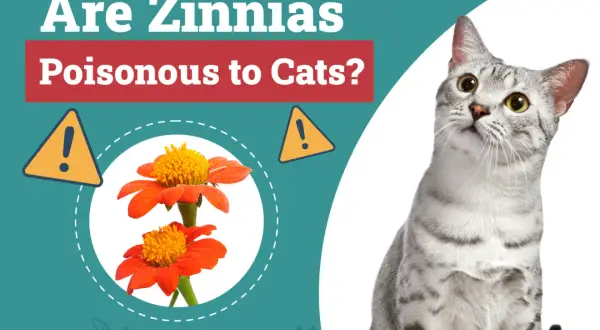 A curious cat looks up at a graphic asking "Are Zinnias Poisonous to Cats?" with images of orange zinnias and warning signs.