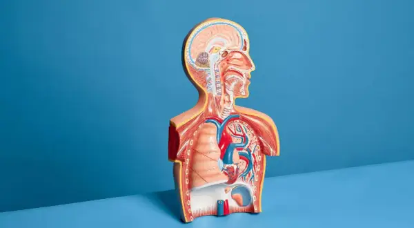 Model anatomiczny pokazuje serce, płuca i mózg. USG płuc co wykrywa? Zmiany w tkance płucnej, płyn w opłucnej.